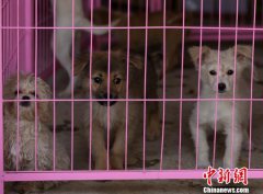 青海唯一流浪动物救助站：呼吁关爱流浪动物 领