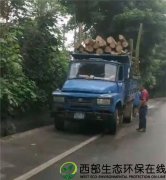 武胜县飞龙镇裕峰村村民砍伐国道边上的树木 相关部门却视而不见